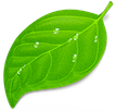 giant-green-leaf_sm